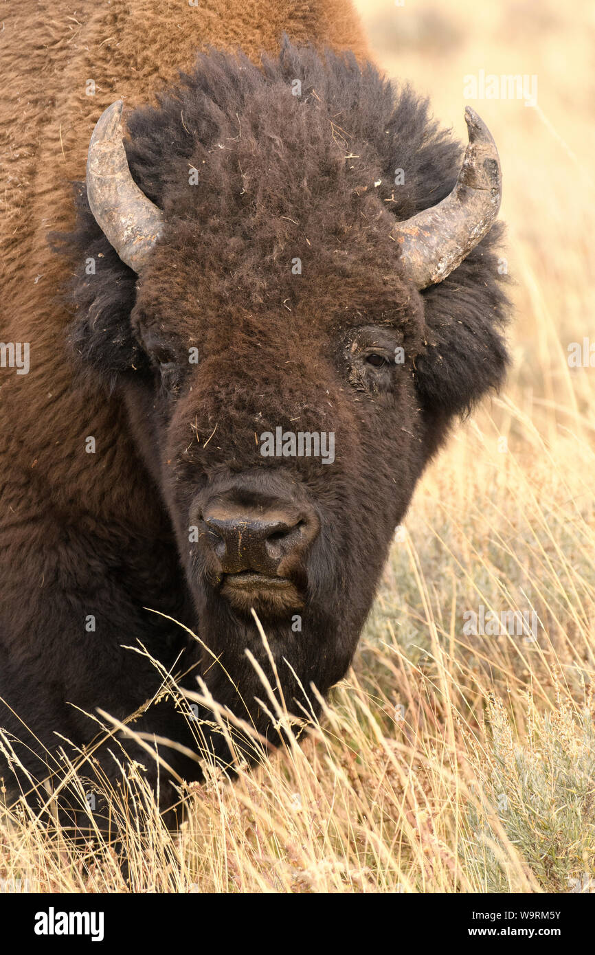 North America, American, USA, Rocky Mountains, West, Yellowstone  National Park, UNESCO, World Heritage, Bison bull (m) *** Local Caption *** Stock Photo