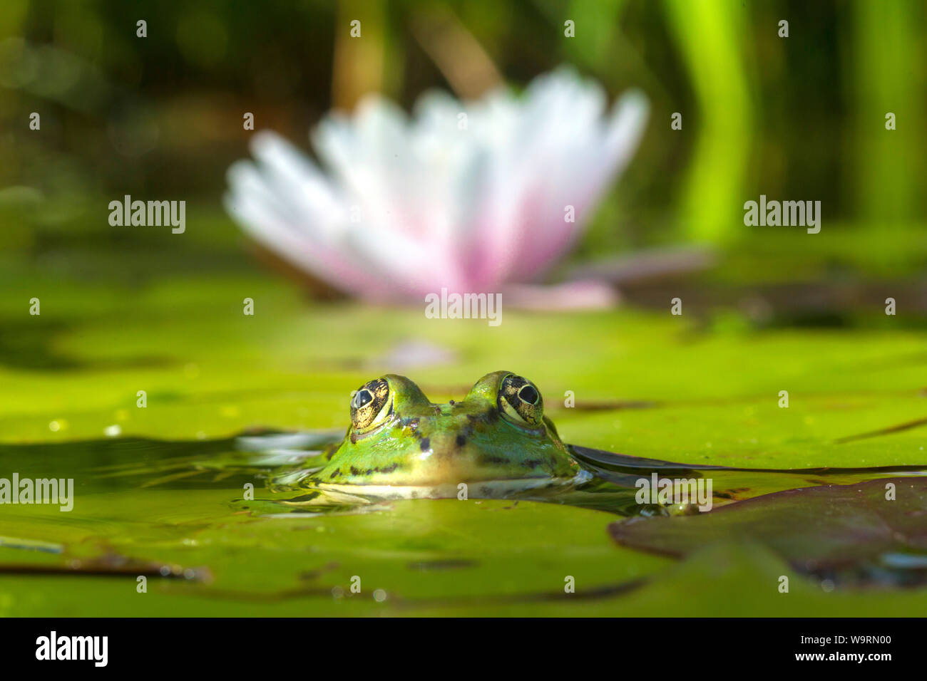 Wasserfrosch im Teich  *** Local Caption *** Stock Photo