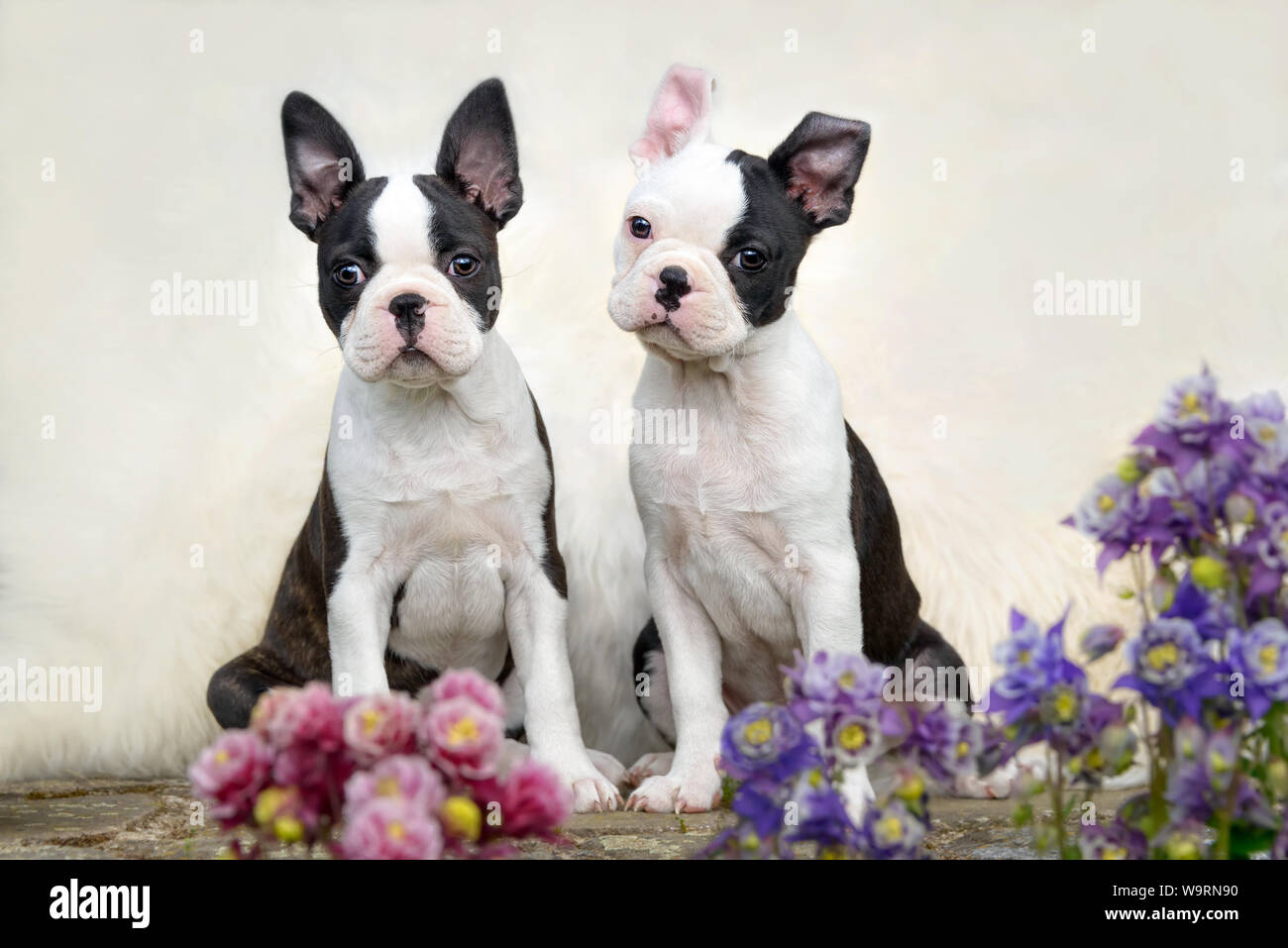 Two cute young puppies Boston Terrier dogs, also called Boston Bulls, black with white markings, sitting side by side Stock Photo