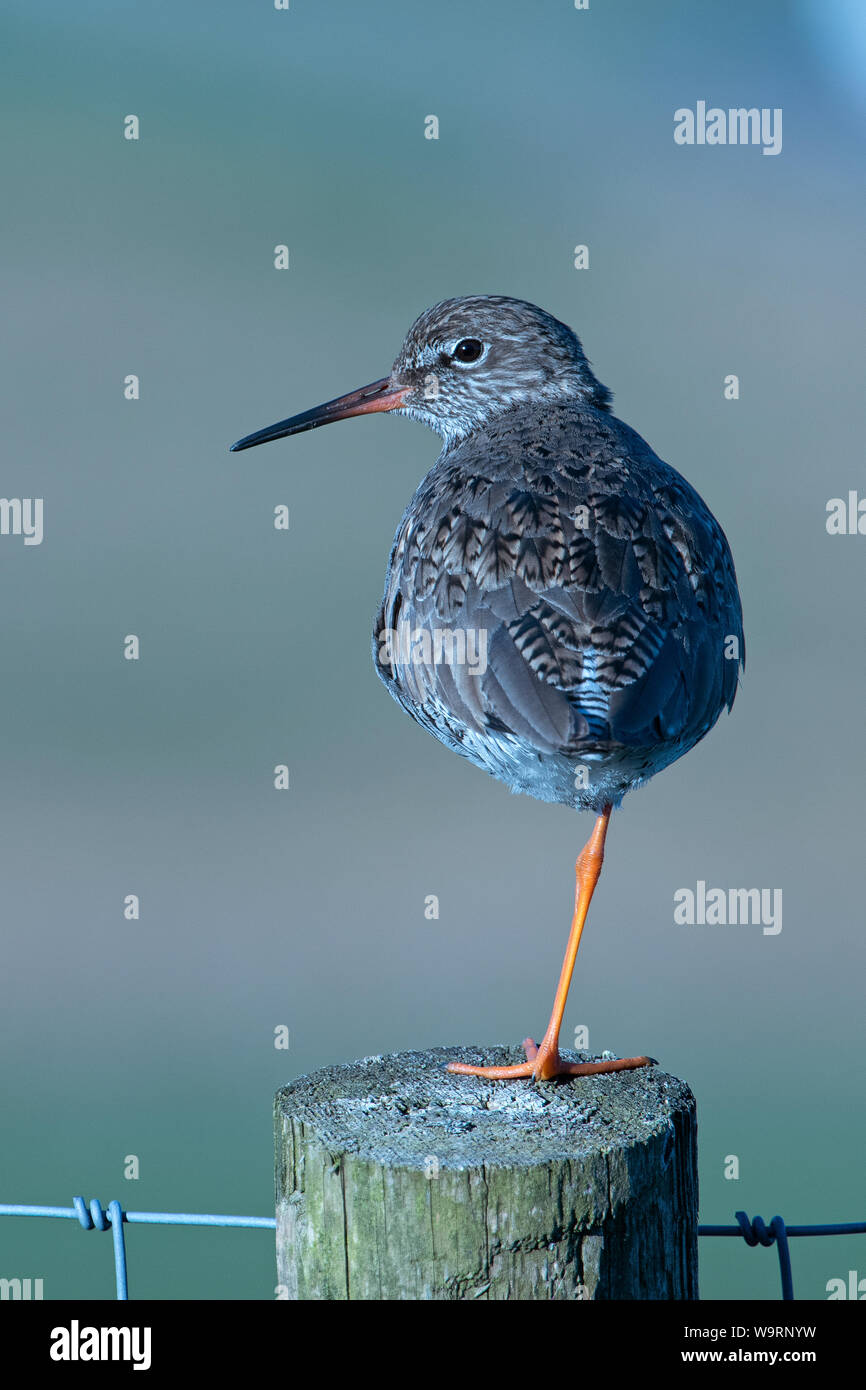 Redshank (Tringa totanus Stock Photo Alamy