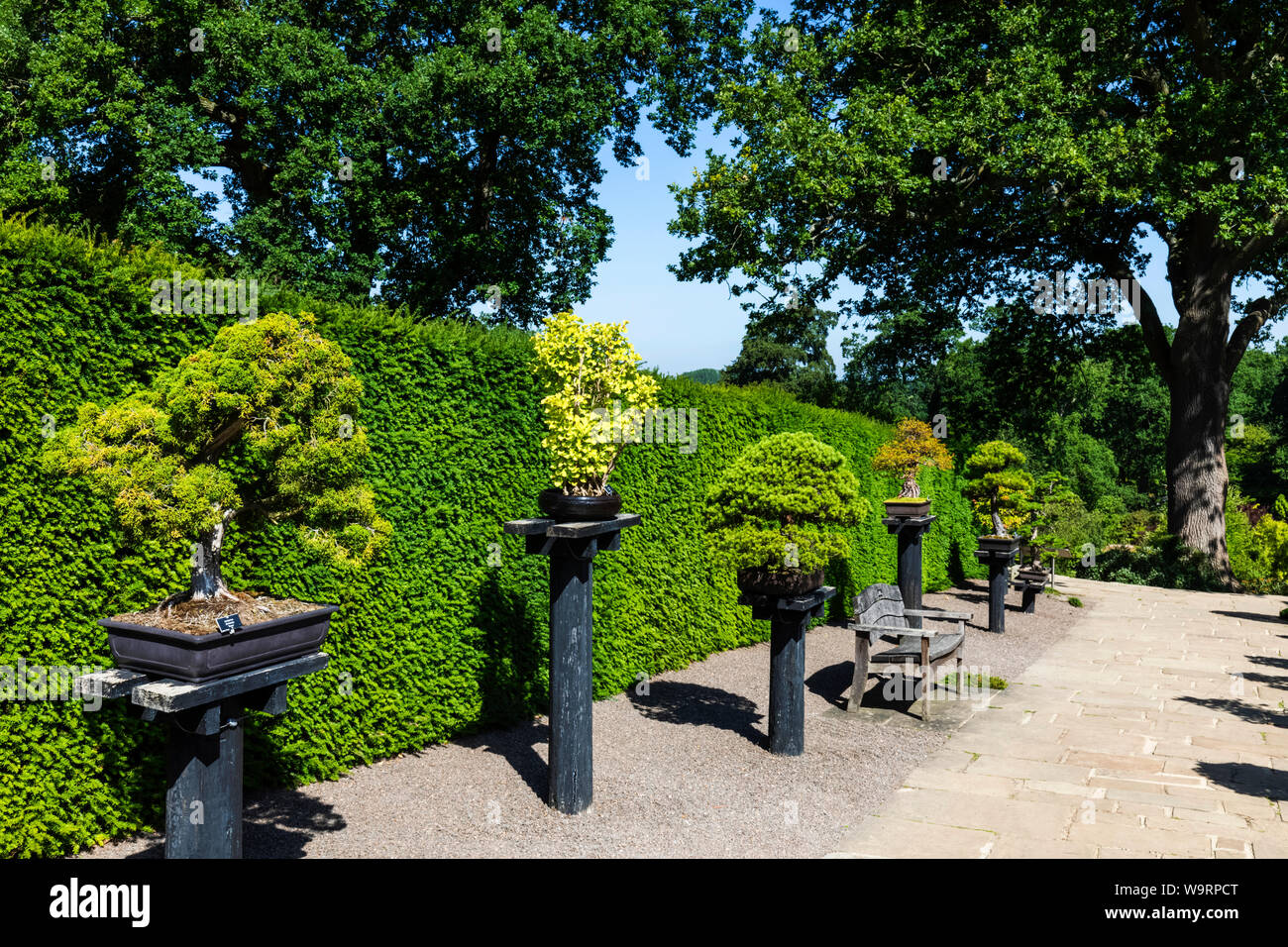 England Surrey Guildford Wisley The Royal Horticultural Society Garden Herons Bonsai Walk 30064290 Local Caption Stock Photo Alamy