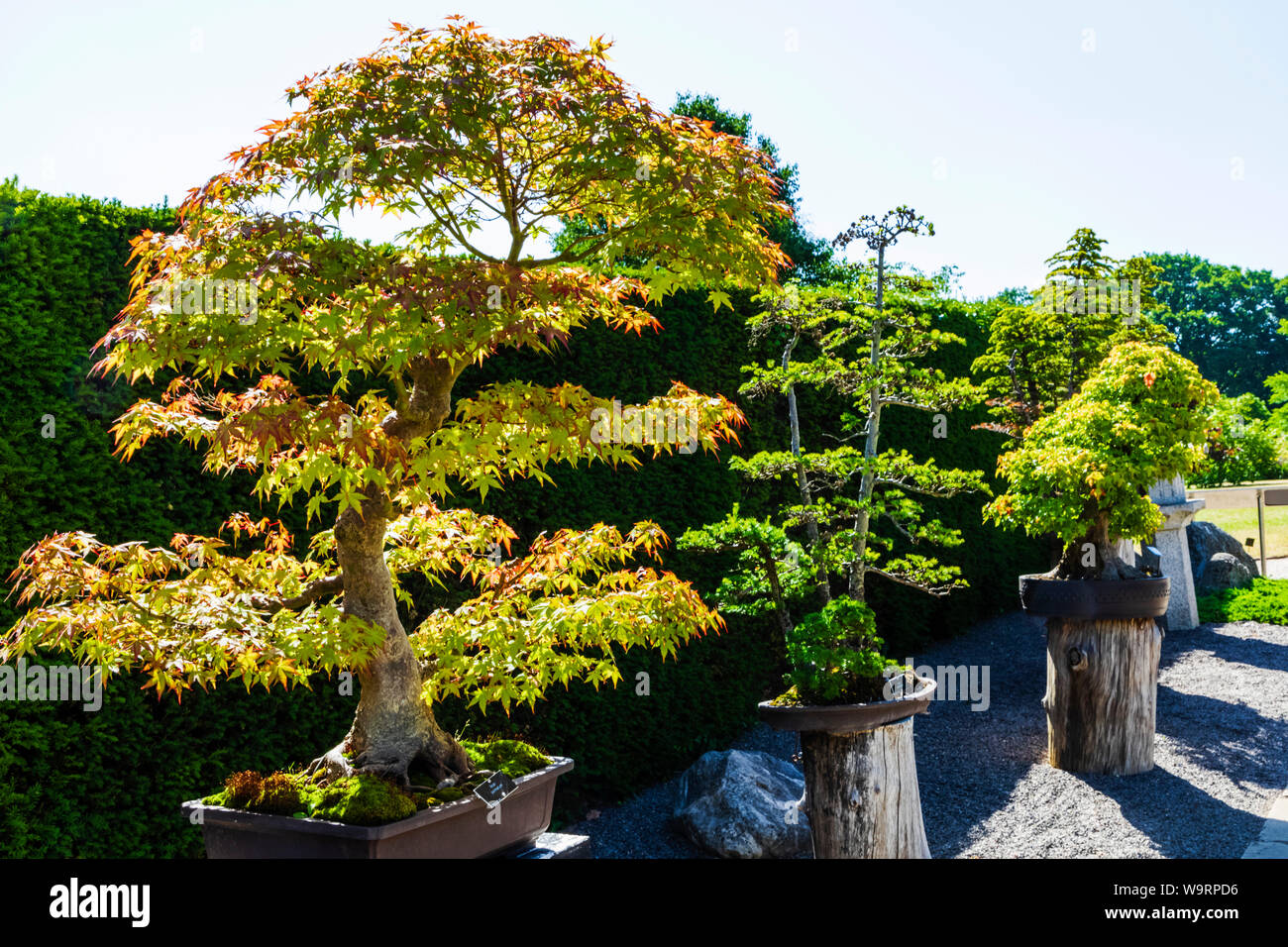 England Surrey Guildford Wisley The Royal Horticultural Society Garden Herons Bonsai Walk 30064292 Local Caption Stock Photo Alamy