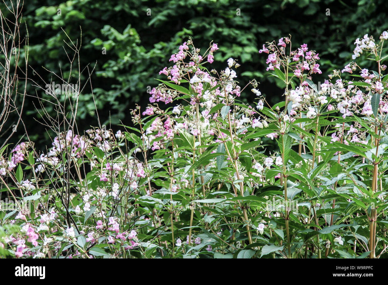 Flowers in the Forest Stock Photo Alamy