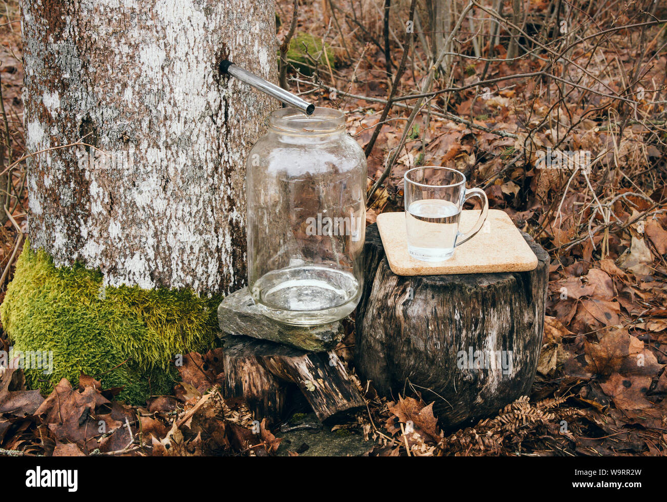 Gathering maple tree juice sap in spring outdoors. Maple trees are