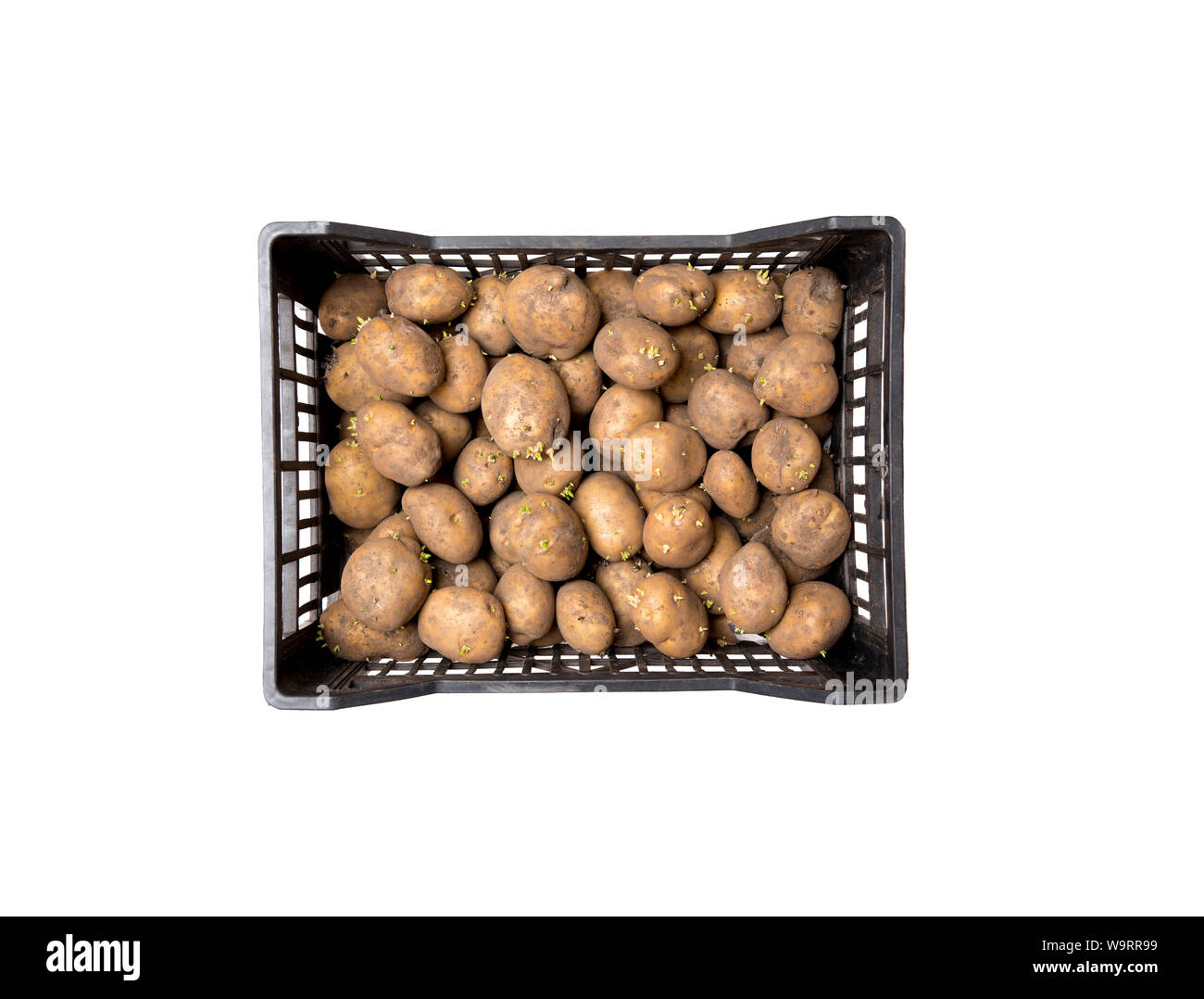Black box full of sprouted seed potatoes, waiting for plantation in springtime. Isolated on white background. Stock Photo