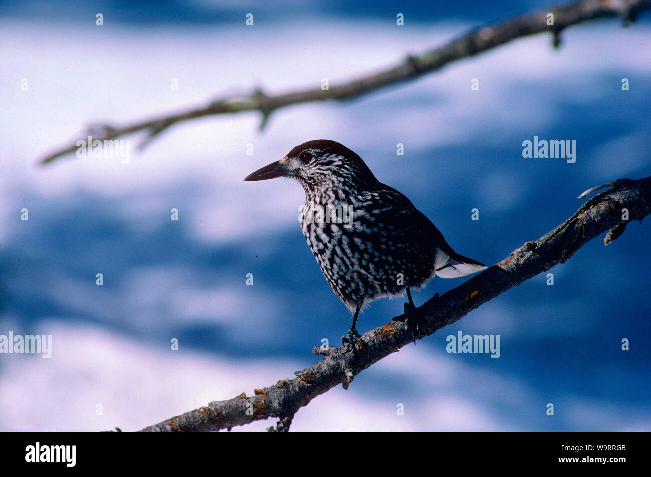Spotted nutcracker nucifraga caryocatactes hires stock photography and