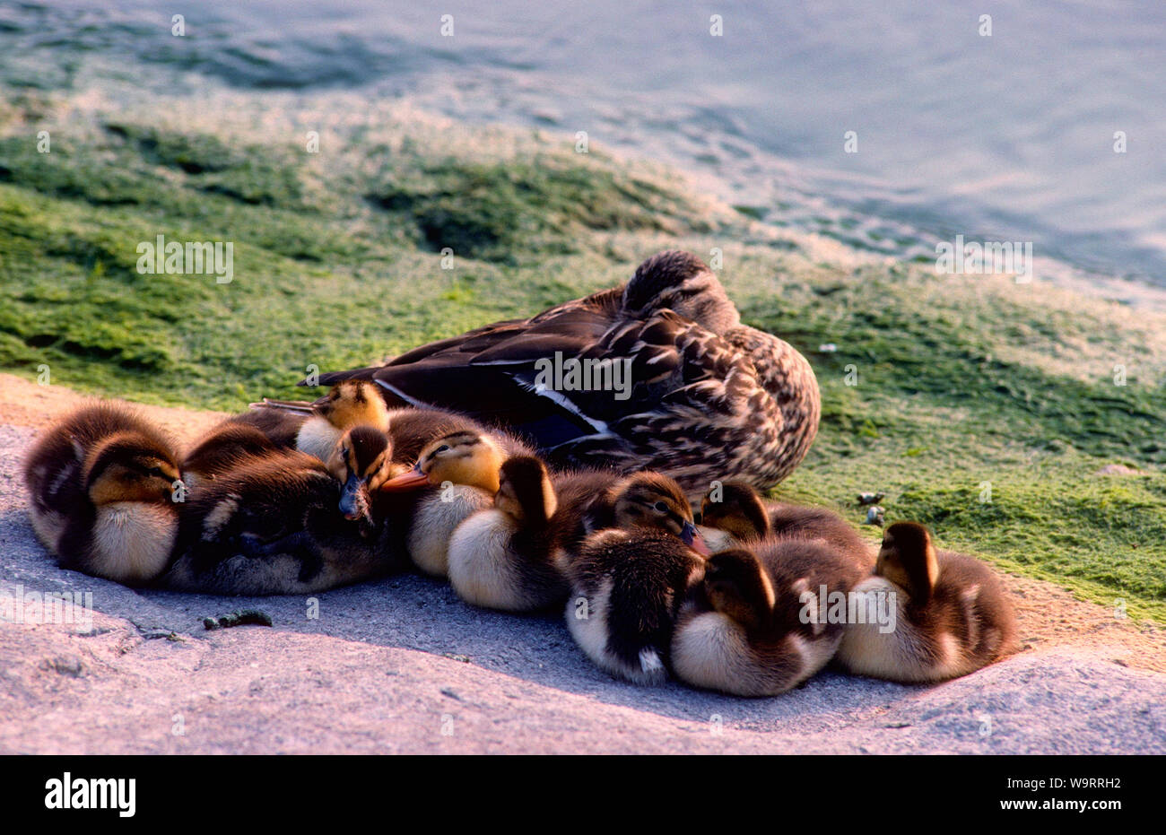 Mallard, Anas platyrhynchos, Anatidae, duck, female, downy young, bird, animal, Lake of Geneva, Geneva, Switzerland, 30063150 *** Local Caption *** Stock Photo