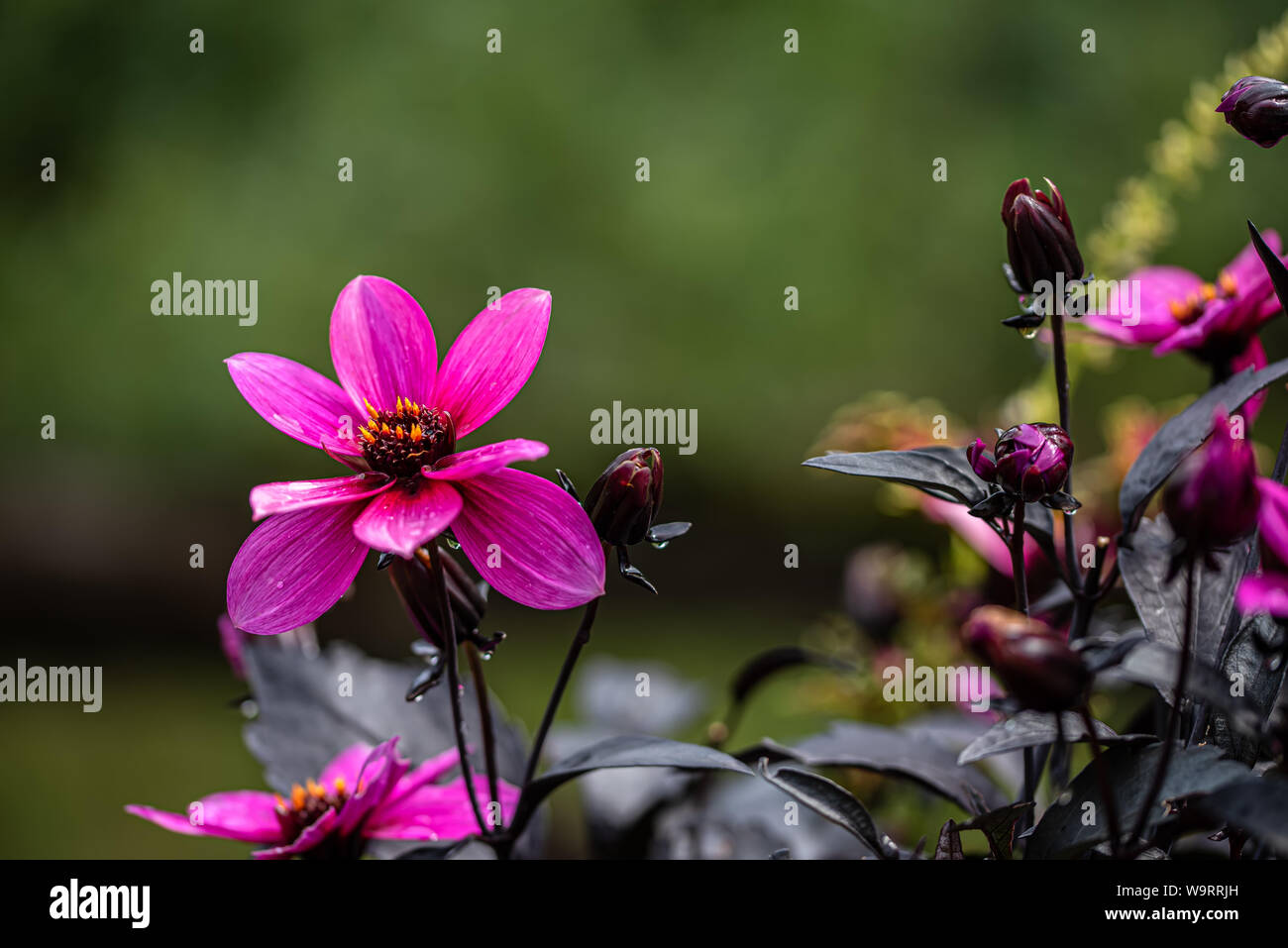 Three pink anemone flowers close up. Garden of thimbleweed or windflower Stock Photo