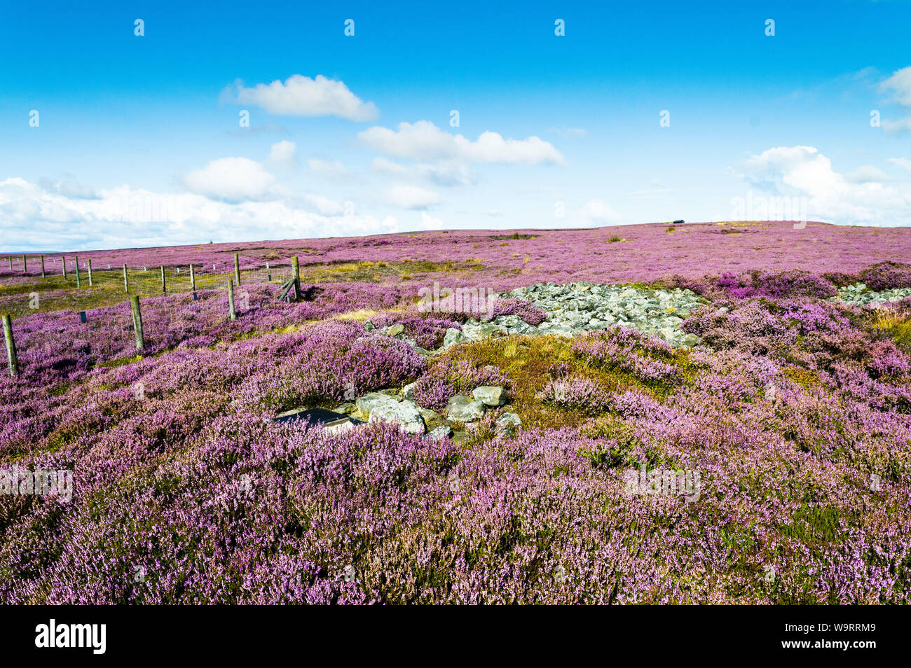 Purple heather. Ilkley moor. Yorkshire Stock Photo