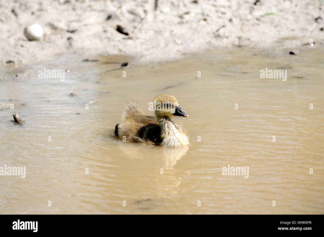 Greylag Goose, Anser anser, Anatidae, Goose, gosling, bird, animal, Seewinkel, Burgenland, Österreich, 30063307 *** Local Caption *** Stock Photo