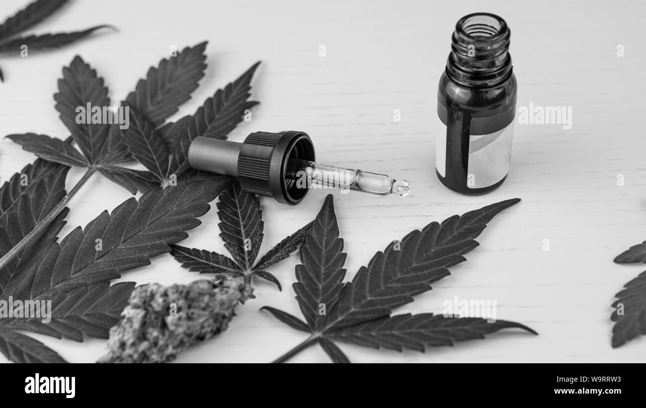 Cannabis oil, leaves and buds are on the white table. Marijuana is medicine. Hemp is a concept of herbal medicine Stock Photo
