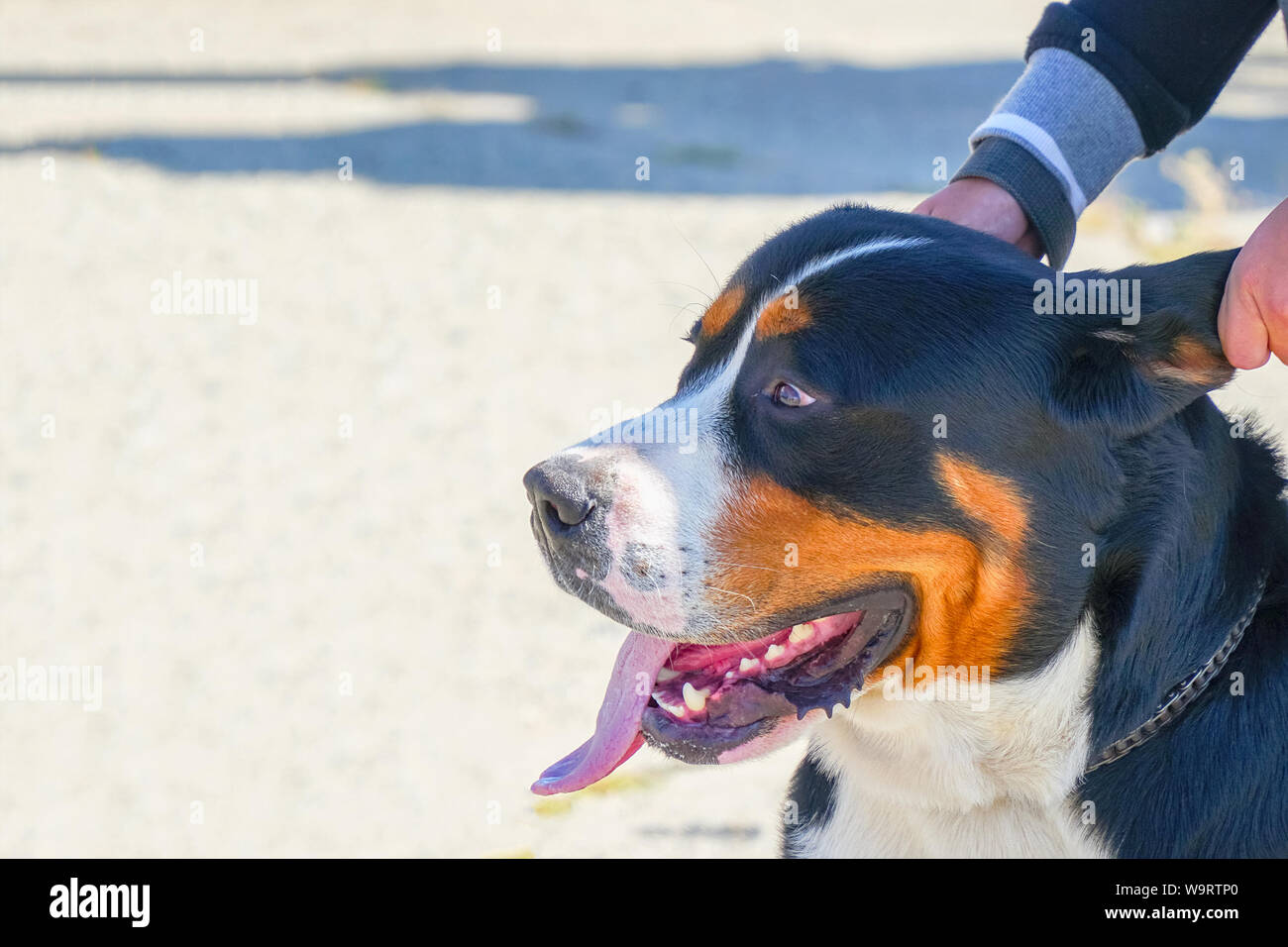 Black Dog White Chest High Resolution Stock Photography and Images Alamy