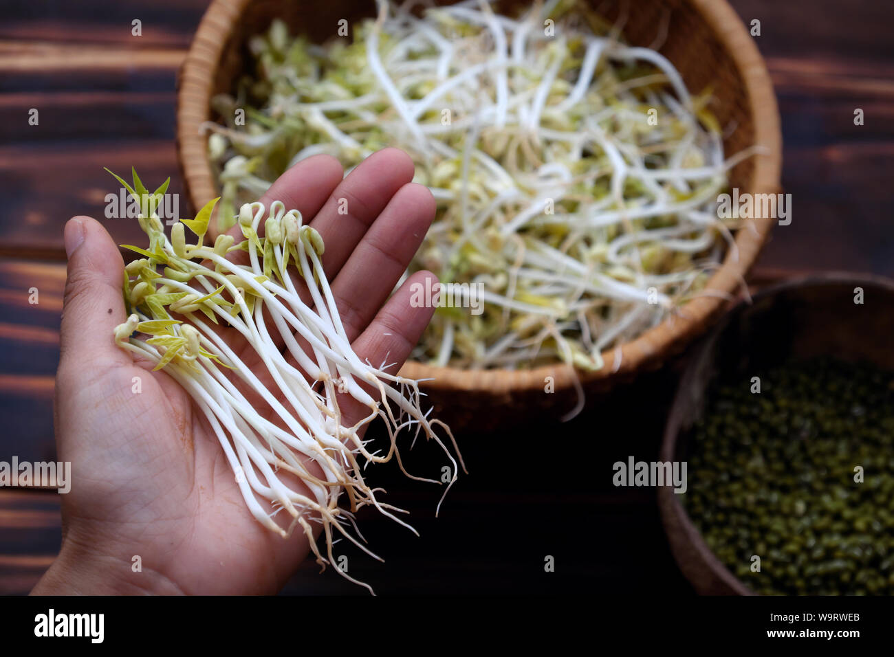 Woman hand with homemade bean sprouts for food safety, germinate of green beans make nutrition vegetable cuisine, close up of sprout with basket Stock Photo