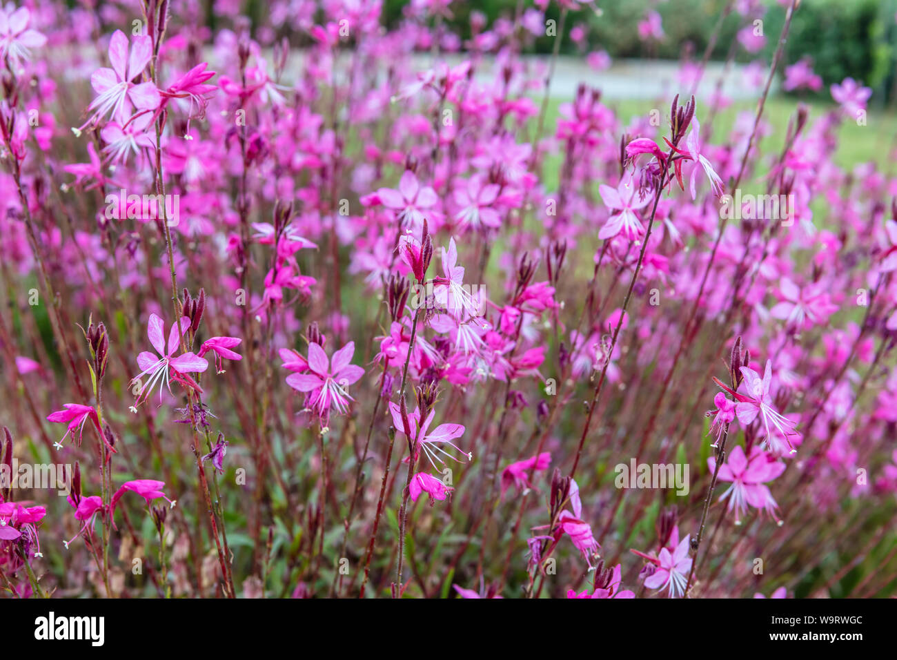 Small dark pink flowers Gaura lindheimeri Belleza in a garden. Stock Photo