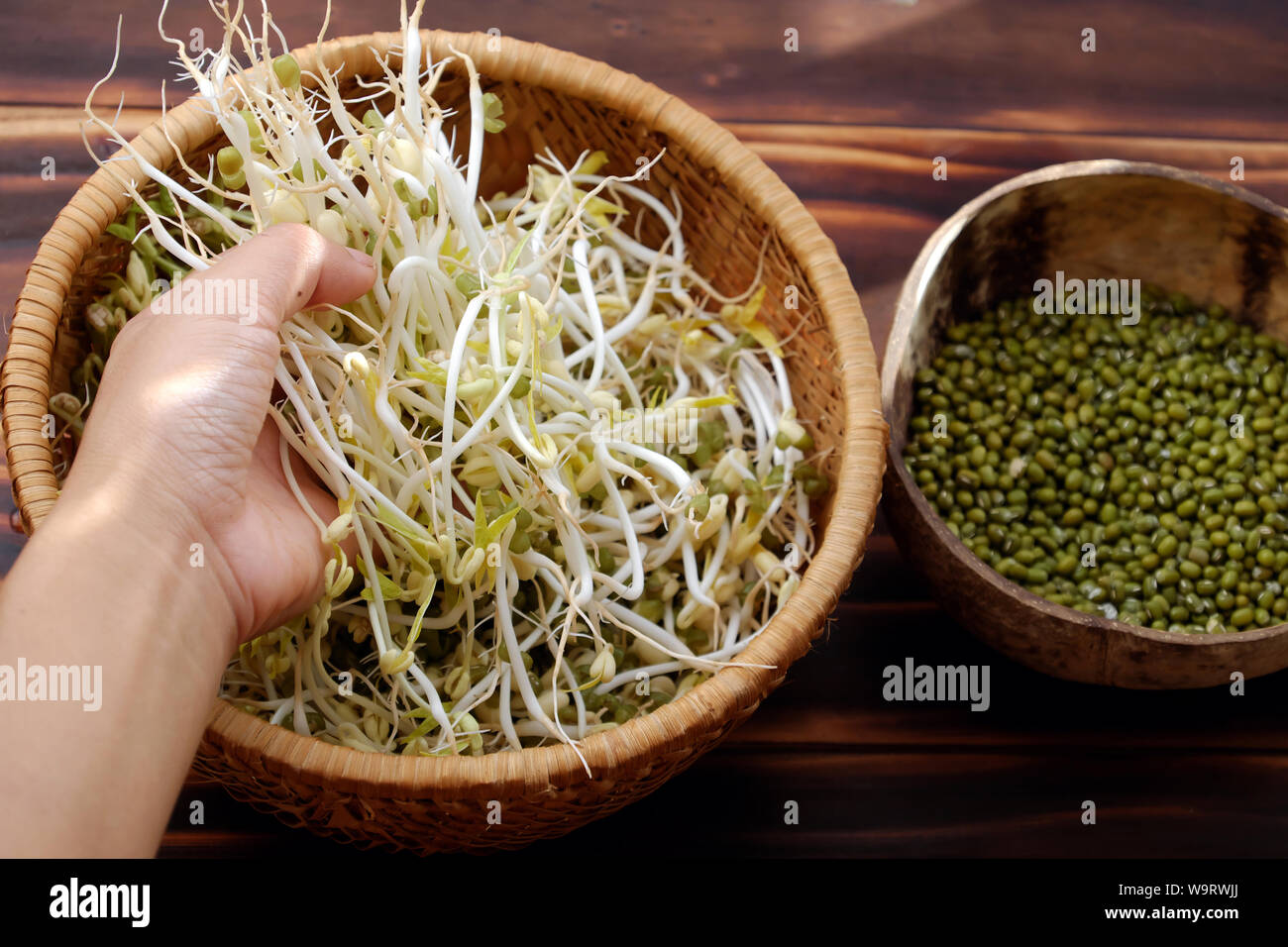 Woman hand with homemade bean sprouts for food safety, germinate of green  beans make nutrition vegetable cuisine, close up of sprout with basket  Stock Photo - Alamy