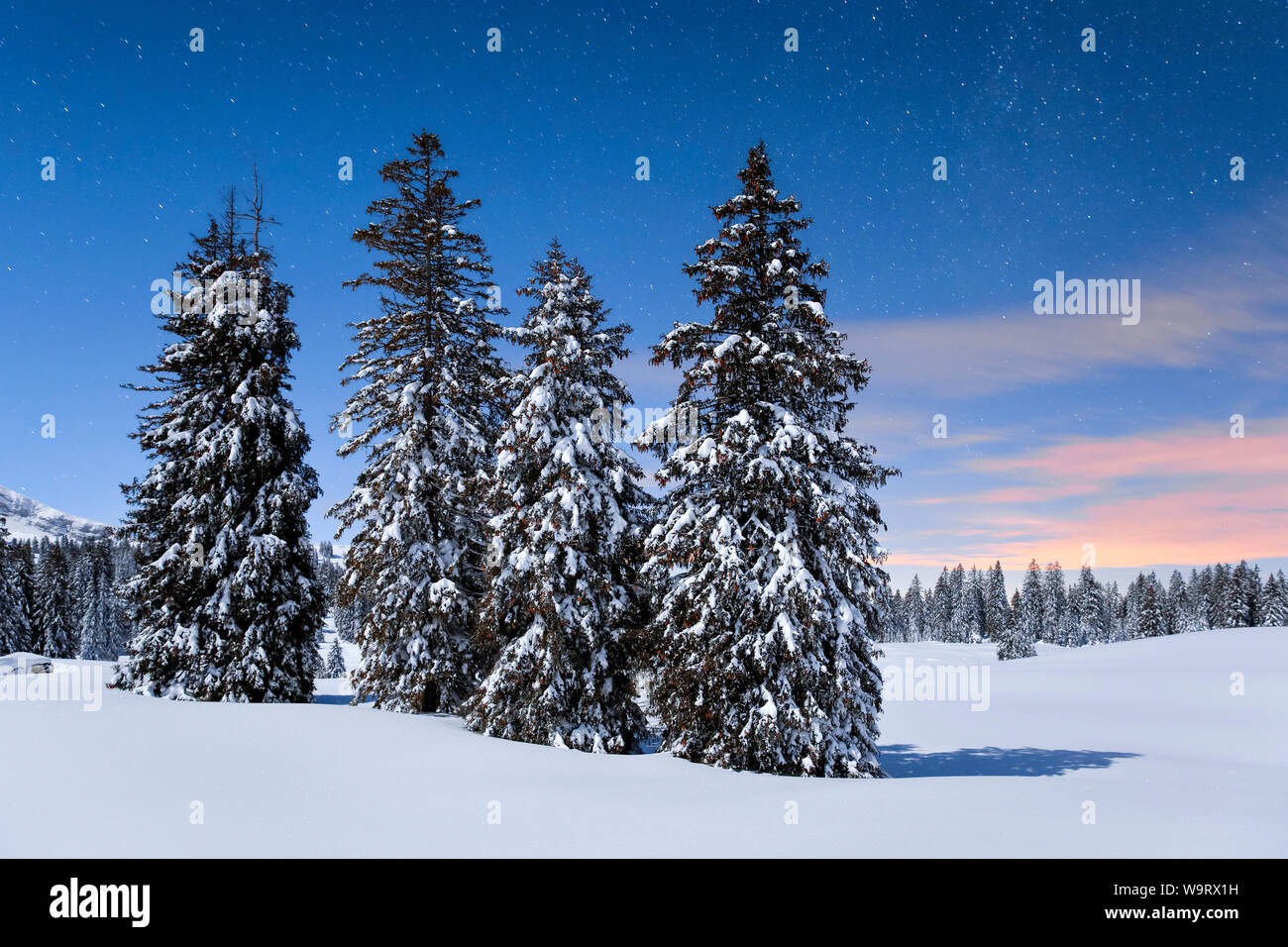 Verschneite Tannen Bei Nacht Schweiz 30063427 Local Caption Stock Photo Alamy