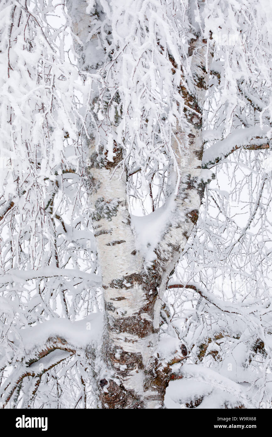 Birke mit Raureif, Betula, Schweiz, 30063491 *** Local Caption ...