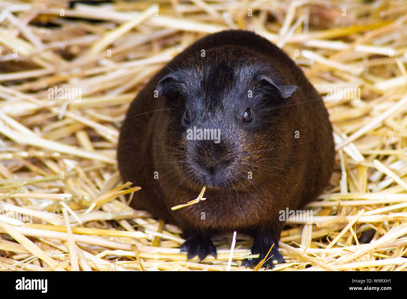 guinea pig in straw Stock Photo Alamy