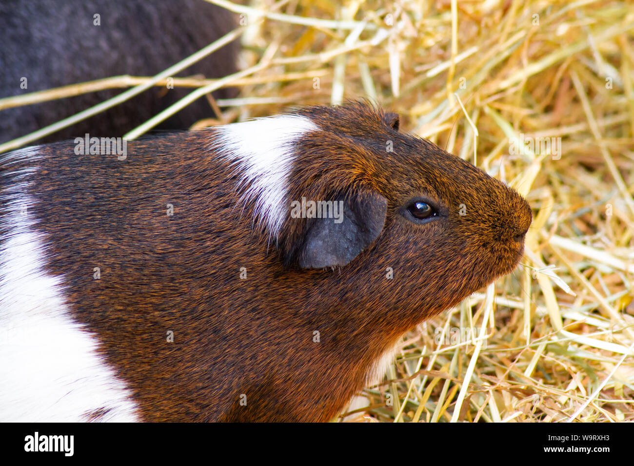 guinea pig in straw Stock Photo Alamy
