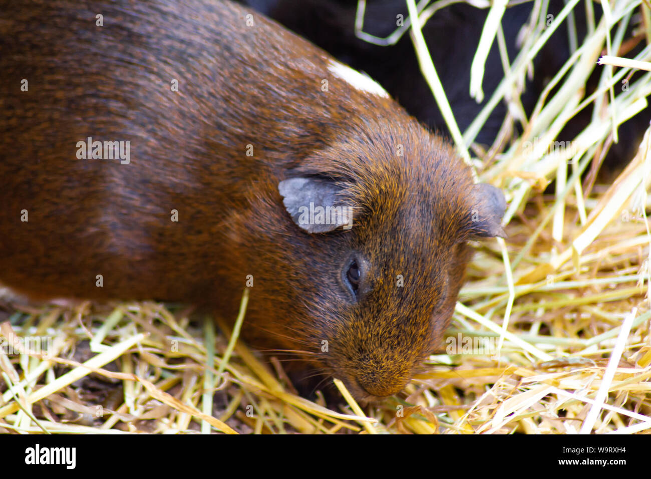 guinea pig in straw Stock Photo Alamy