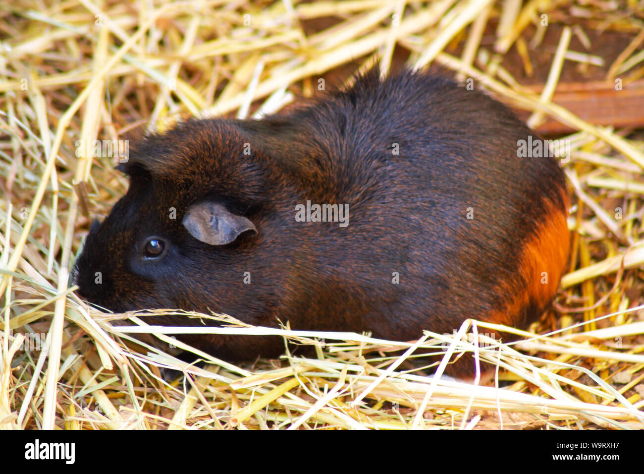 guinea pig in straw Stock Photo Alamy