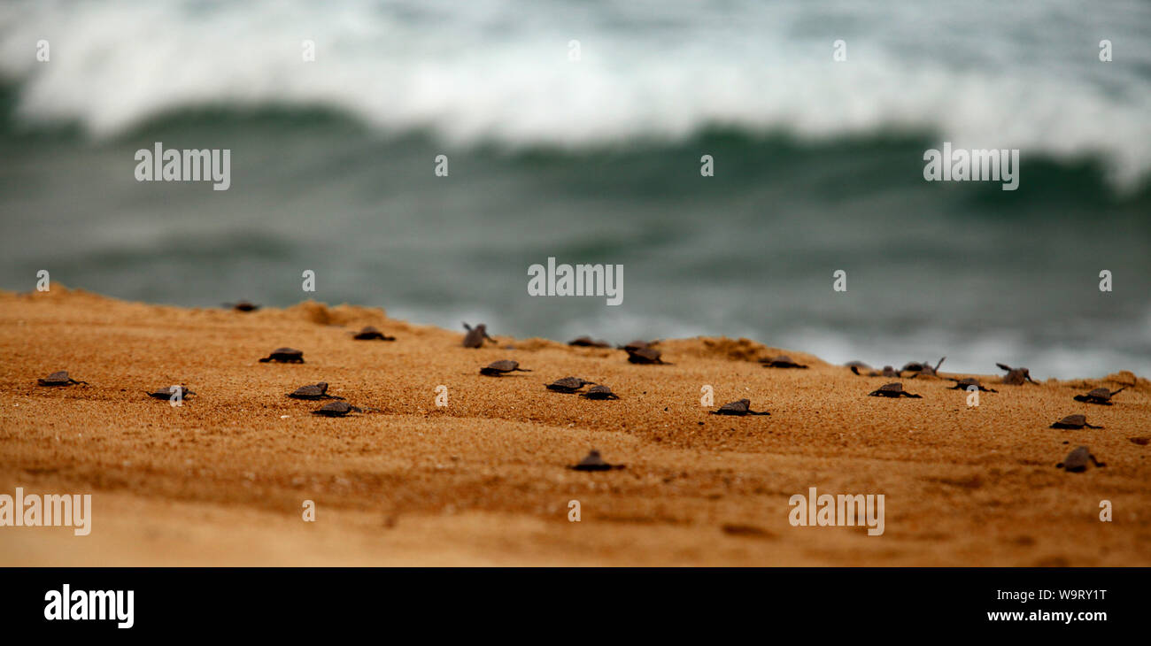 One hundred and twenty baby turtles being released on Pulau Tioman in Malaysia. It is estimated that only 2 will survive. Stock Photo