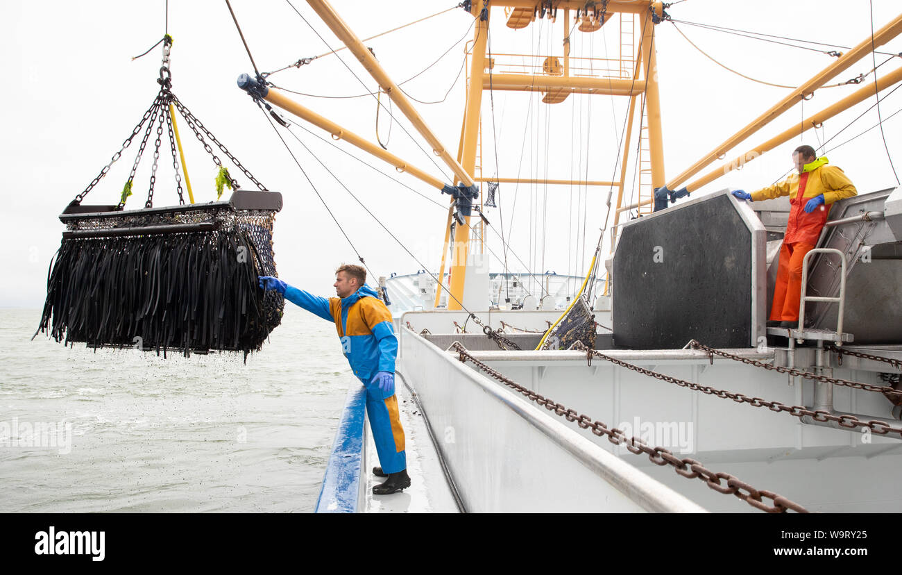 Mussel catching hires stock photography and images Alamy
