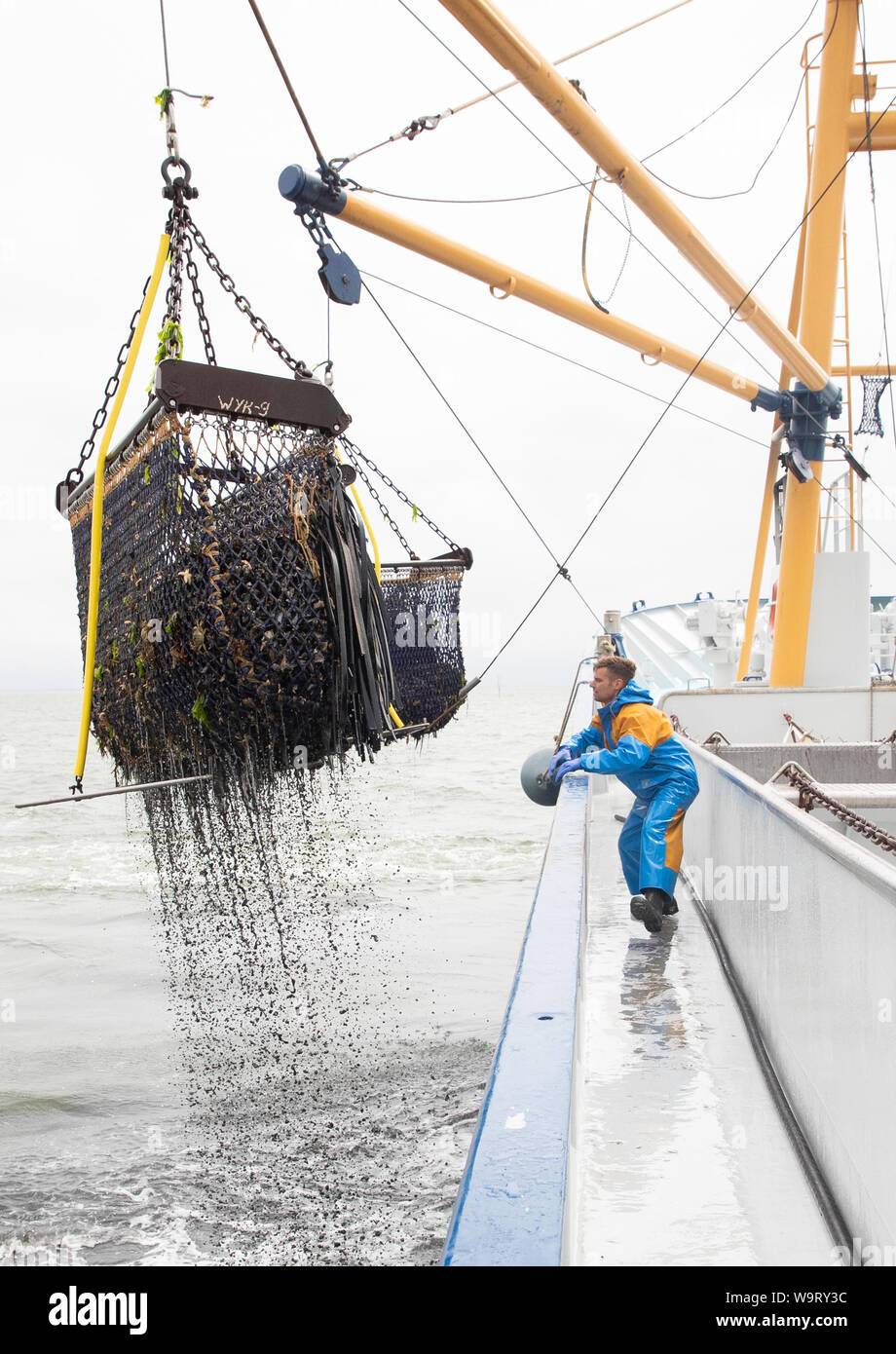 Mussel Banks High Resolution Stock Photography and Images Alamy