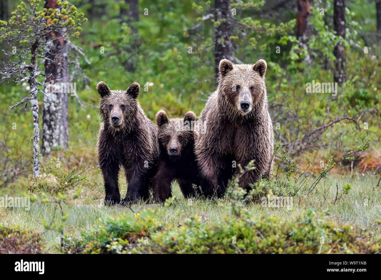 Wet Bear Family Is Focused To A Single Point Of Interest Stock Photo Alamy Wet Bear Family Is Focused To A Single Point Of Interest Stock Photo Alamy