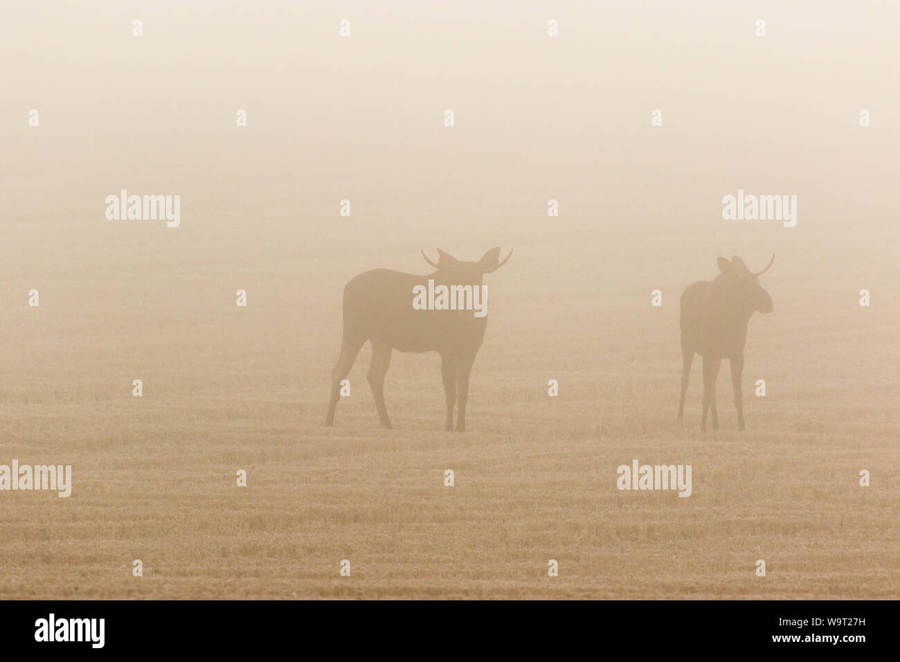 Two bull moose in a stubble field in the dawn mist Stock Photo