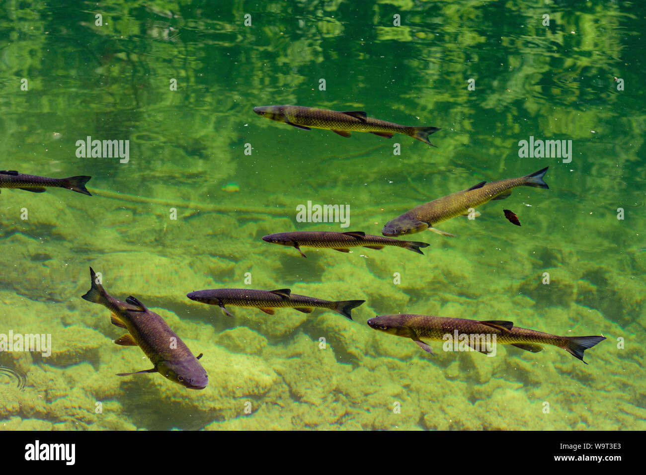 Grundlsee: fish Seelaube (Danube bleak, Alburnus chalcoides) in lake Toplitzsee (Lake Toplitz) in Ausseerland-Salzkammergut, Steiermark, Styria, Austr Stock Photo