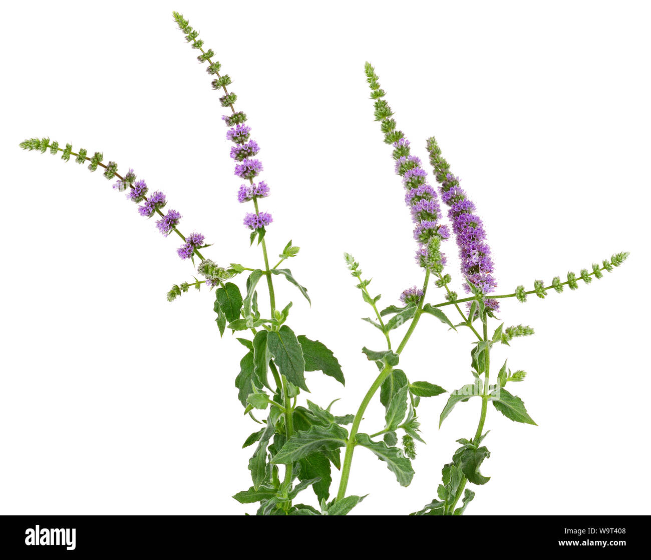 Mint flowers with leaves isolated on white background Stock Photo Alamy