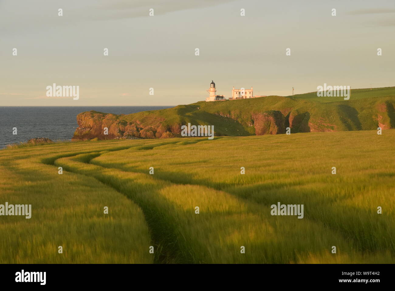 Dawn on barley fields and Tod Head lighthouse, Catterline, near Stonehaven, Aberdeenshire, Scotland Stock Photo