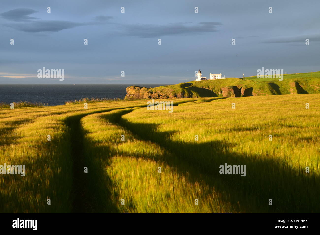 Dawn on barley fields and Tod Head lighthouse, Catterline, near Stonehaven, Aberdeenshire, Scotland Stock Photo