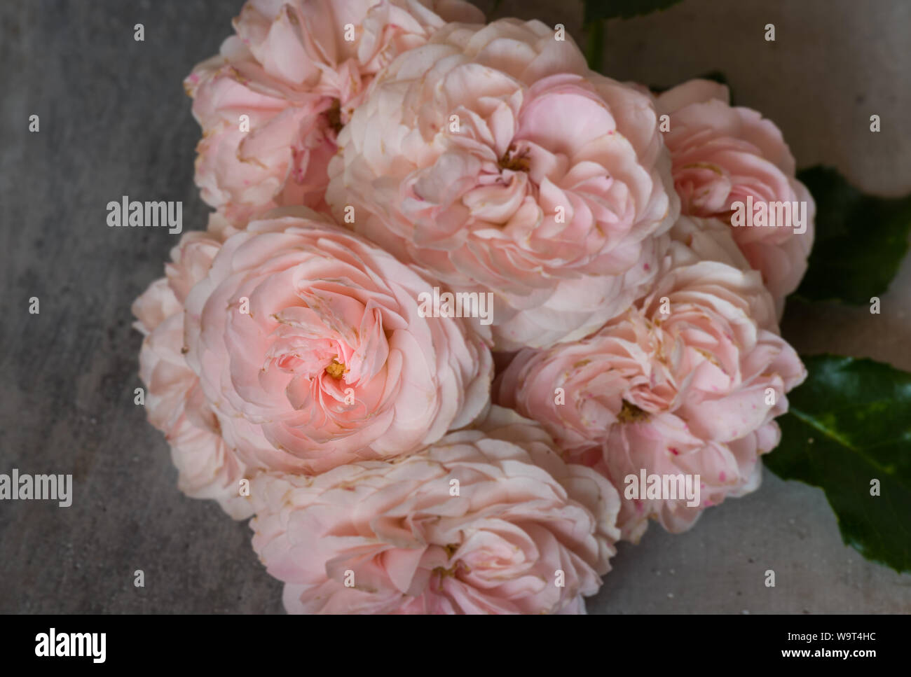 Cluster pink rose blooms white hi-res stock photography and images - Alamy