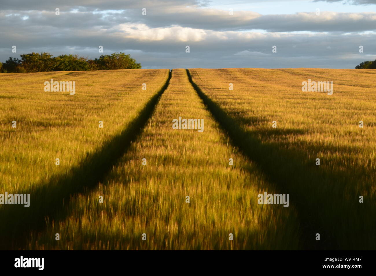 Dawn on barley fields near Stonehaven, Aberdeenshire, Scotland Stock Photo