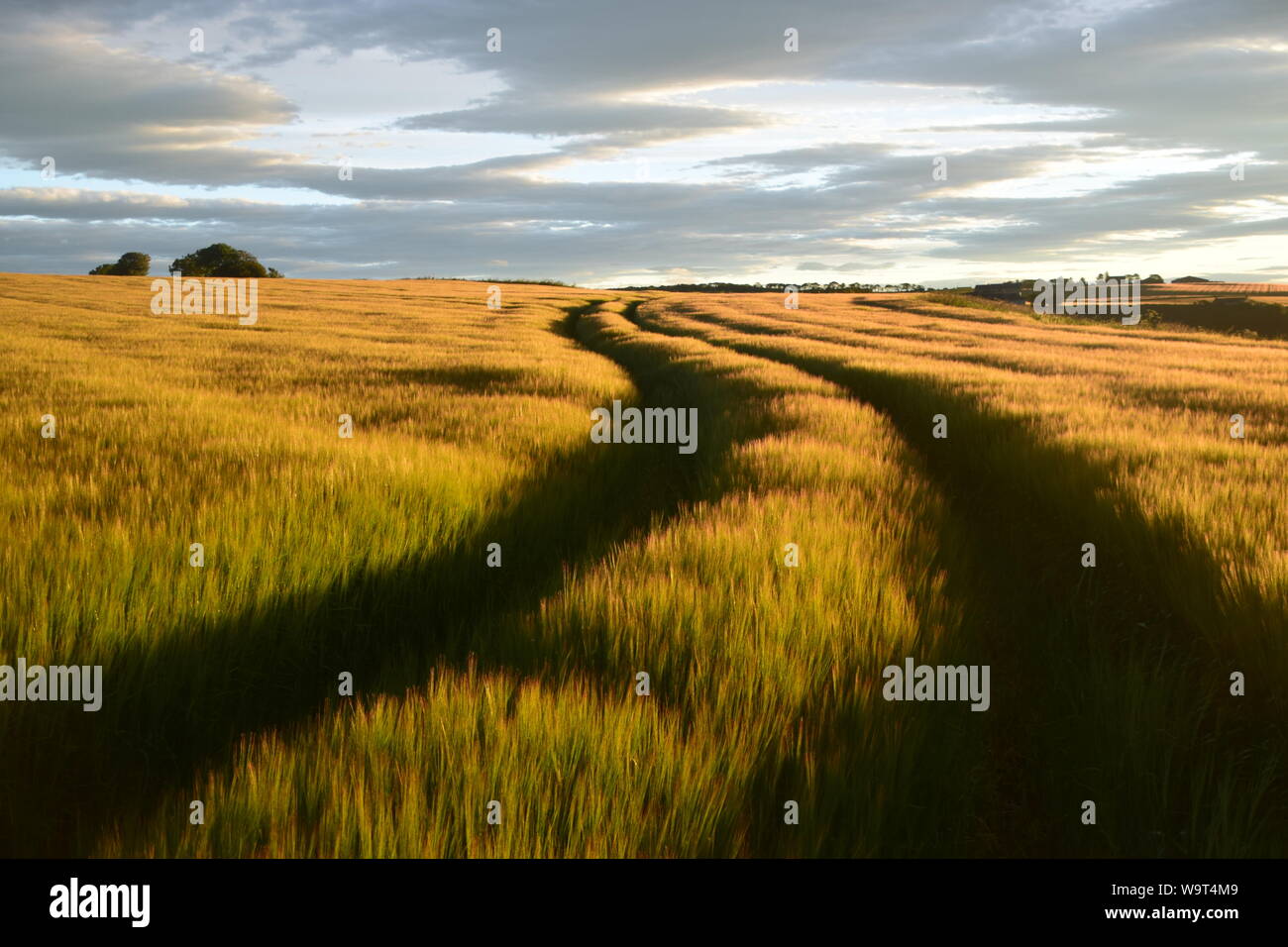 Dawn on barley fields near Stonehaven, Aberdeenshire, Scotland Stock Photo