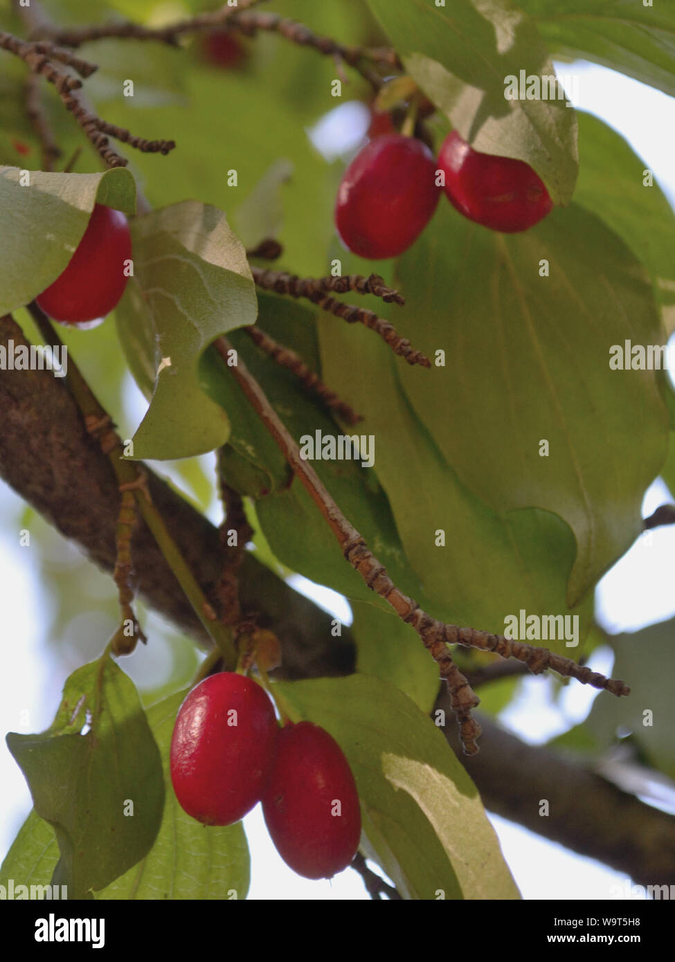 Ripe cornelian cherry fruit on tree, Cornus mas close up Stock Photo