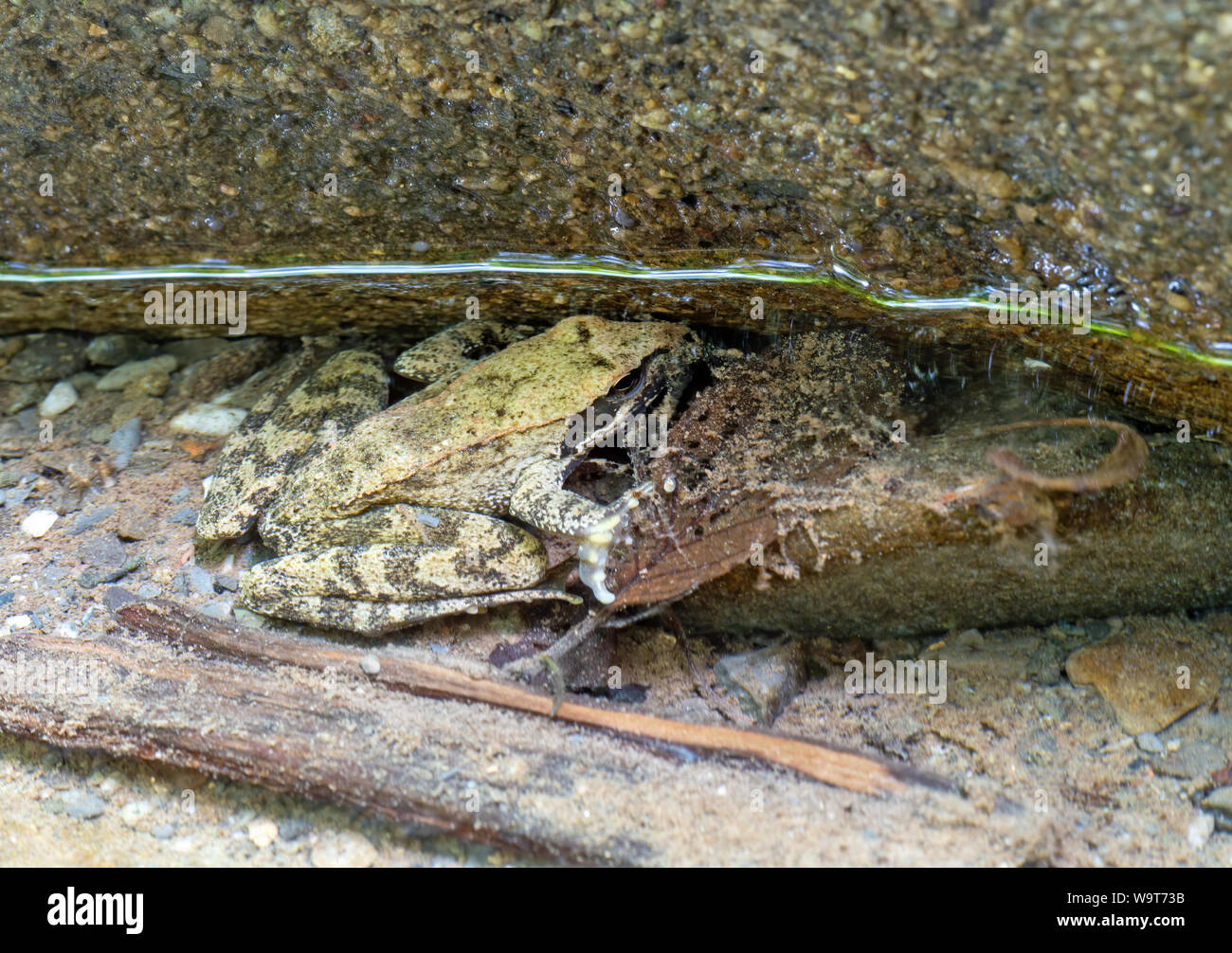 Type Of Brown Moth And Stream