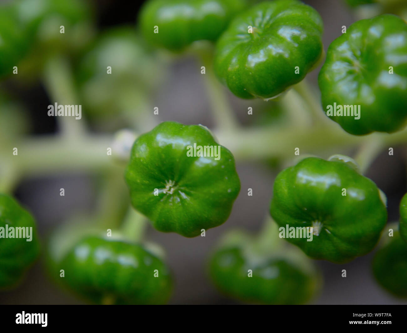 Close up of green pokeweed berries, Phytolacca decandra Stock Photo
