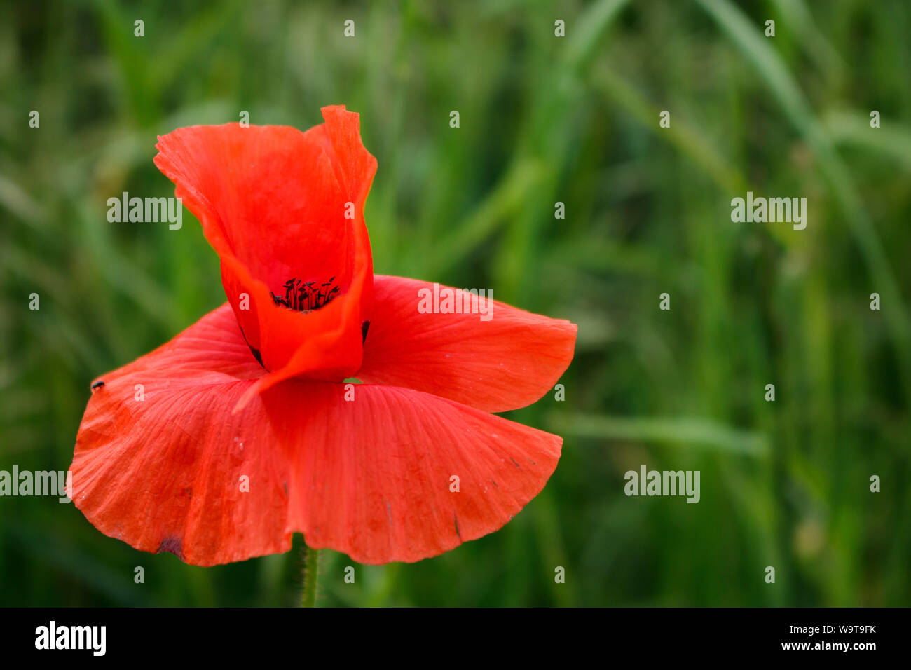 Red flower in the grass field Stock Photo