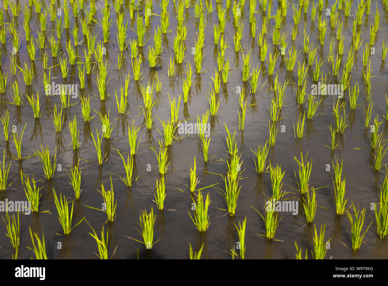 Young rice plants fresh green hi-res stock photography and images - Alamy