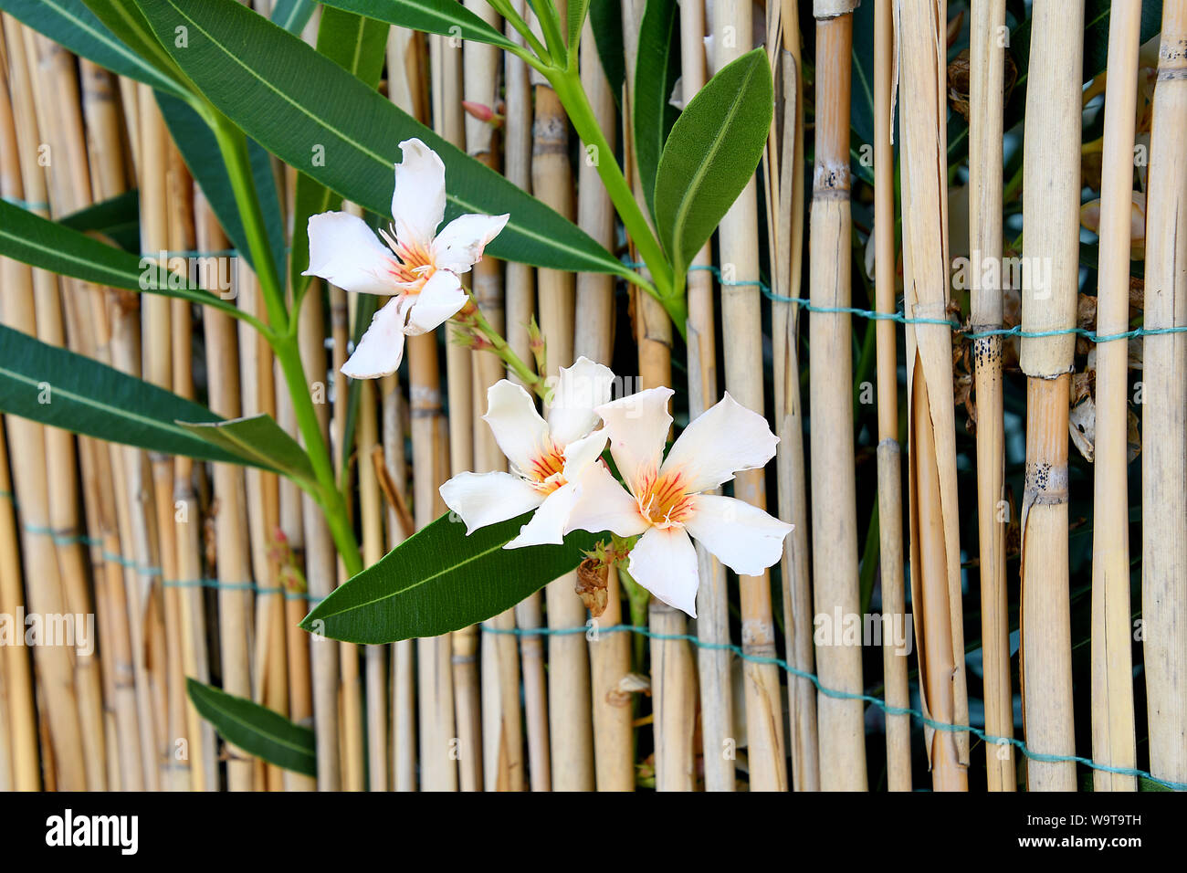 close up of white vinca flower in bamboo fence Stock Photo