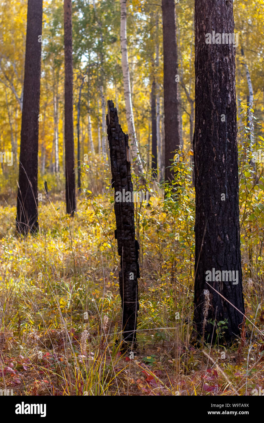 Burned black pine trees in a forest after a fire. One burned completely, the second only burned the bark. Autumn yellow forest. Selective focus. Stock Photo