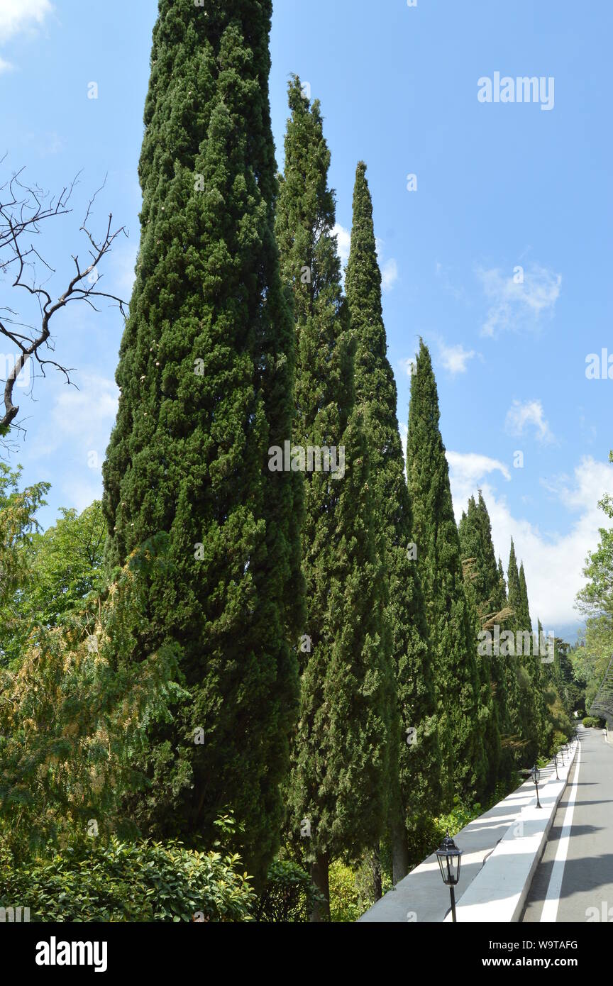 Along the road grow evergreen arborvitae, cypresses, in the Park area decorative lights along the paved road on a Sunny summer day Stock Photo