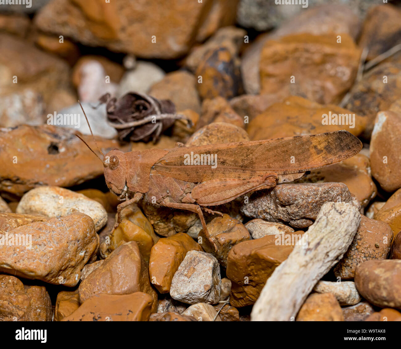 Reddish brown or rust colored Carolina grasshopper camouflaged in its surroundings Stock Photo