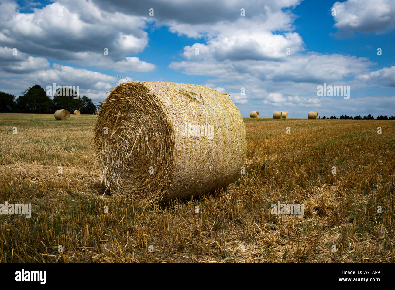 Straw bales on the field Stock Photo