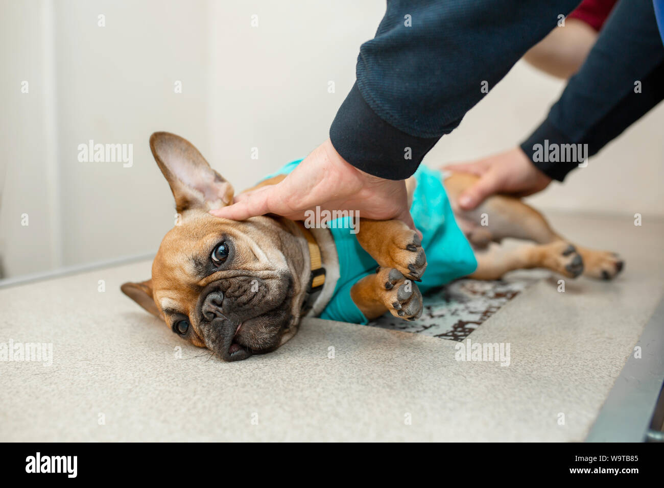 Dog do Xrays on the veterinary xray machine. Frightened puppy of