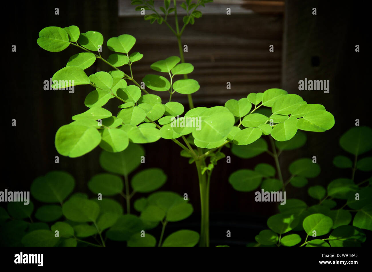 A Young Moringa Oleifera Or Drumstick Tree Growing Showing Many Leaves Known As A Superfood And Used As Alternative Medicine Stock Photo Alamy