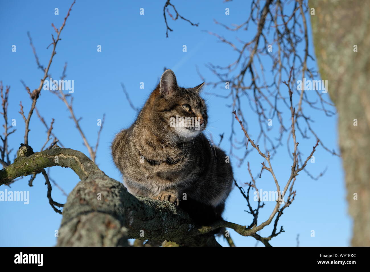 Portrait of tabby cat lying on a branch during sunny day Stock Photo ...